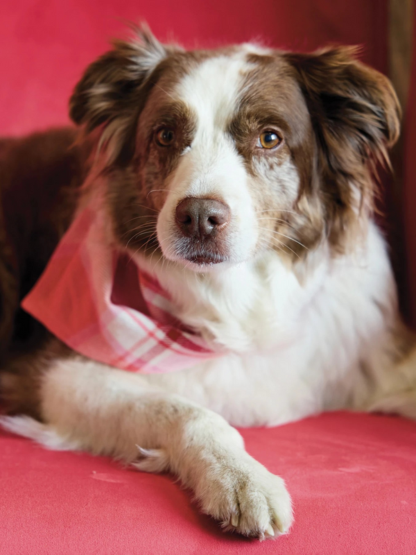 Cotton Flannel Dog Scarf w/ Plaid Pattern